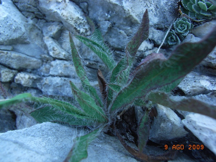 Monte Miletto6 - Hieracium sp.